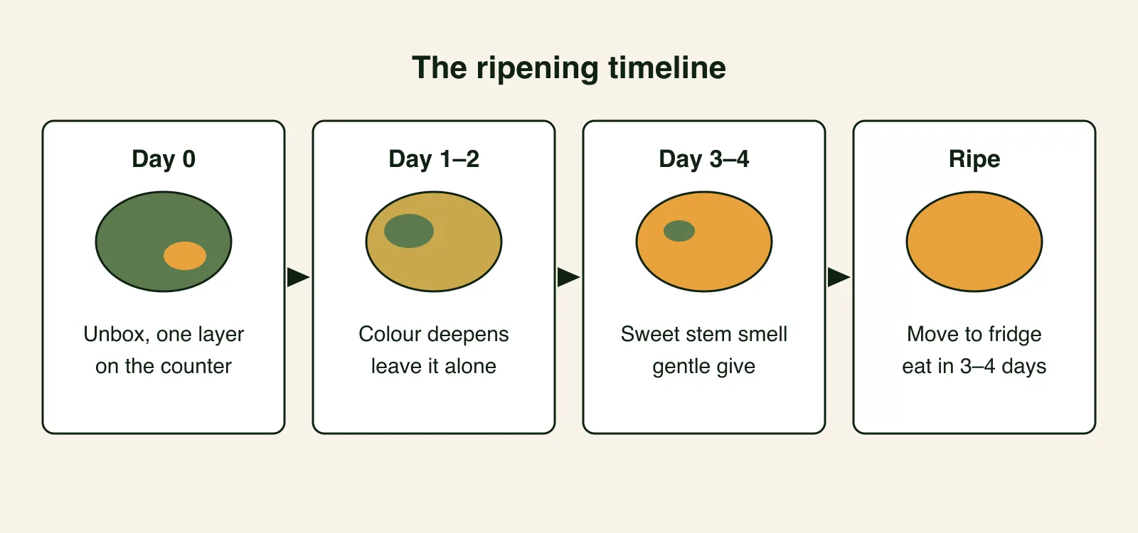Four-stage timeline showing a Kesar mango from Day 0, firm and green, through colour change on Days 1–2, aroma and gentle give on Days 3–4, to fully ripe and ready for the fridge.