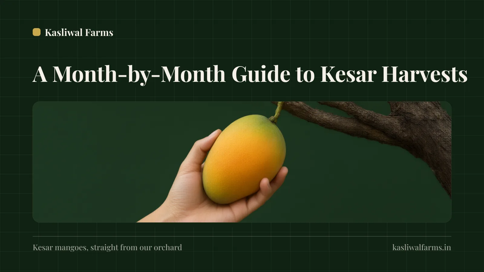 When Is Kesar Mango Season? A Month-by-Month Guide