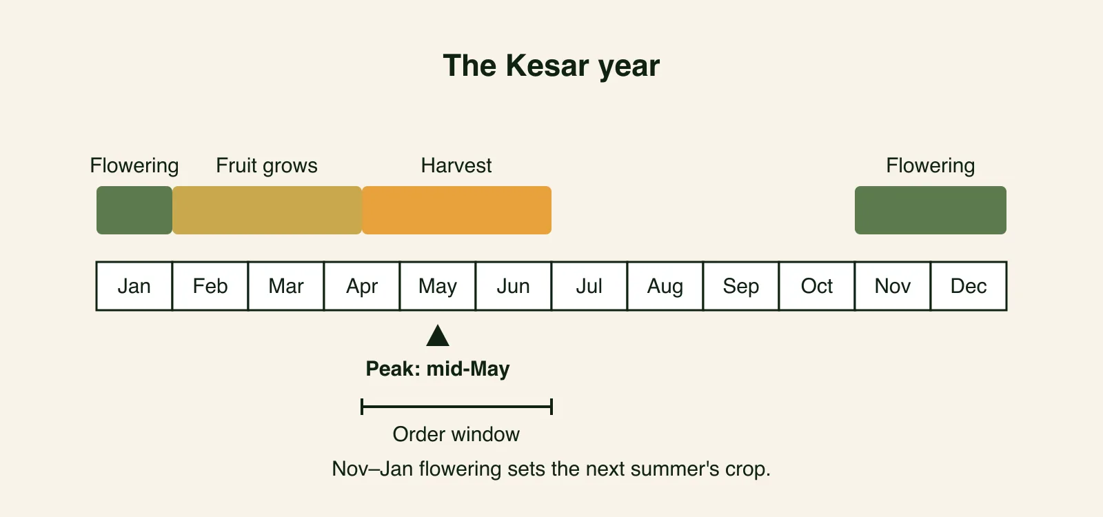 Twelve-month calendar strip showing the Kesar cycle — flowering from November to January, fruit growth from February to mid-April, harvest from mid-April to late June — with the flavour peak marked at mid-May and the order window spanning the harvest months.