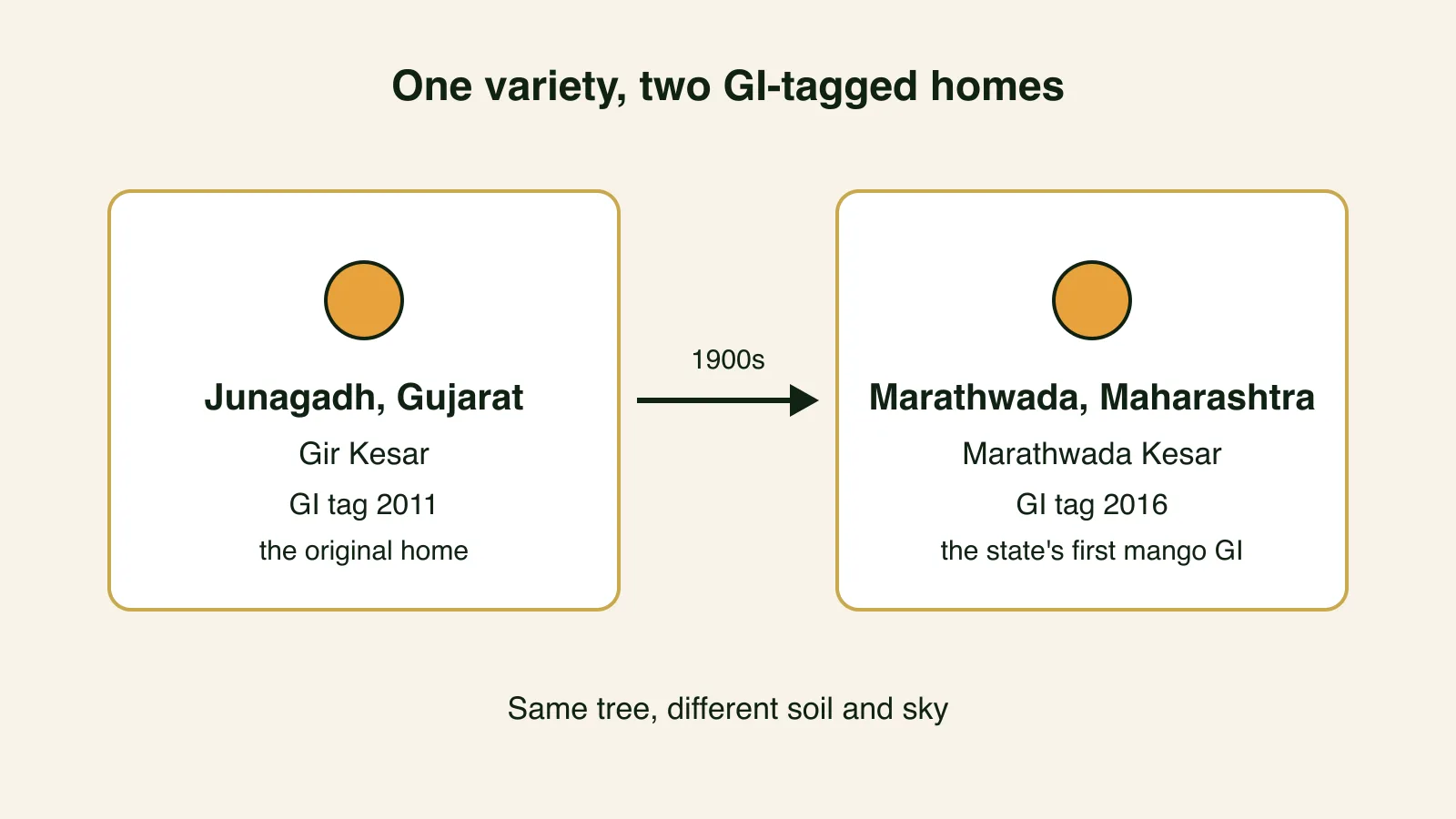 Diagram showing the two GI-tagged Kesar regions, Junagadh in Gujarat and Marathwada in Maharashtra, with an arrow marking the variety's eastward journey.
