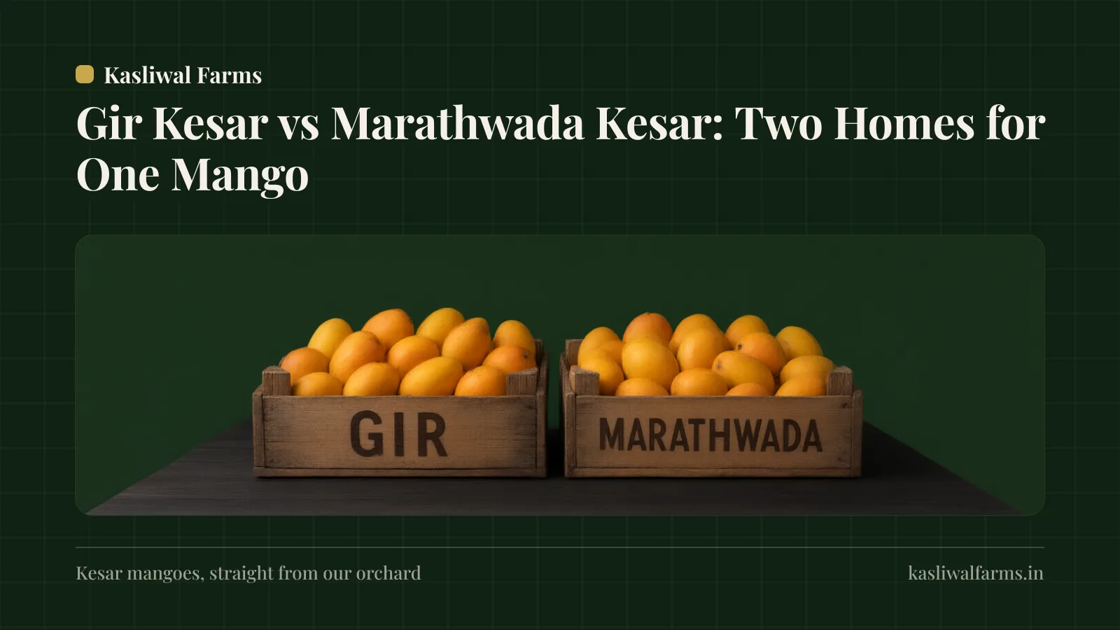 Gir Kesar vs Marathwada Kesar: The Two Homes of India's Saffron Mango